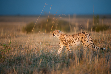 Bild-Nr: 10843917 Gepard im Abendlicht Erstellt von: Ingo  Gerlach