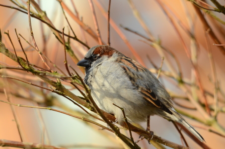 Bild-Nr: 10844993 Winterruheort Erstellt von: Ostfriese