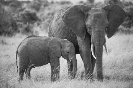 Bild-Nr: 10845395 Mama Elefant mit Baby Erstellt von: Ingo  Gerlach