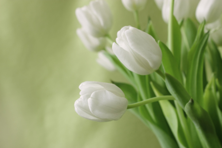 Bild-Nr: 10847419 Weiße Tulpen Erstellt von: eve-m