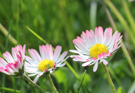 Bild-Nr: 10847699 Gänseblümchen Erstellt von: SusaZoom