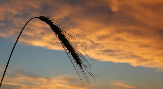 Bild-Nr: 10848961 Ähre mit Abendhimmel Erstellt von: SusaZoom