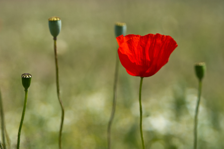 Bild-Nr: 10849261 Klatschmohn Erstellt von: agoebels