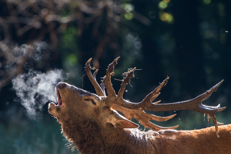 Bild-Nr: 10851237 DER KÖNIG DER WÄLDER Erstellt von: Ingo  Gerlach