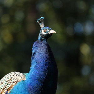 Bild-Nr: 10852673 Vogel Pfau Erstellt von: FotoDeHRO