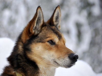 Bild-Nr: 10852867 Schlittenhund Erstellt von: GUGIGEI