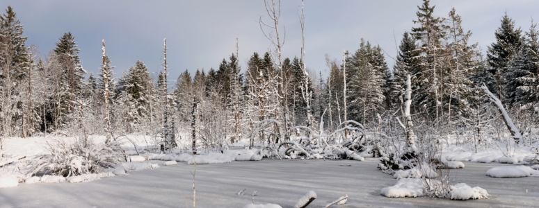 Bild-Nr: 10853879 Winterliches Moor Erstellt von: widipic