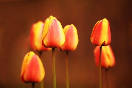 Bild-Nr: 10854447 Tulips Erstellt von: FotoDeHRO