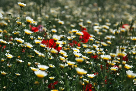 Bild-Nr: 10856323 Frühling in Portugal Erstellt von: Renate Knapp