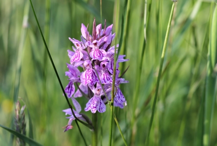 Bild-Nr: 10856473 Wilde Orchidee Erstellt von: falconer59