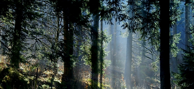 Bild-Nr: 10857910 Morgenstimmung Erstellt von: youhaveadream