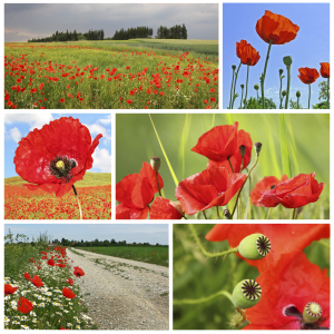 Bild-Nr: 10859242 Mohncollage weißer HG Erstellt von: SusaZoom