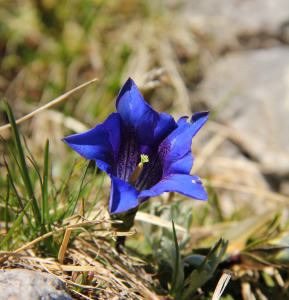 Bild-Nr: 10859270 Alpenenzian Erstellt von: SusaZoom