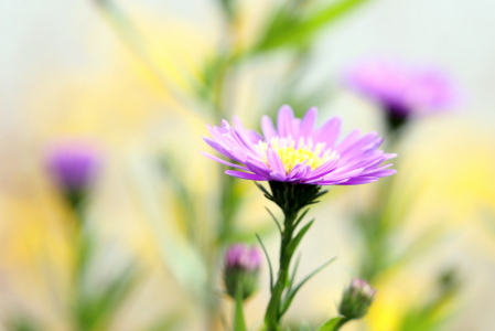 Bild-Nr: 10859490 Blumenseelen Erstellt von: Renate Knapp