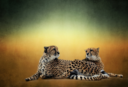Bild-Nr: 10861768 Zwei Geparden Erstellt von: Heike  Hultsch