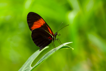 Bild-Nr: 10864060 Schmetterling Erstellt von: Uwe Jahn