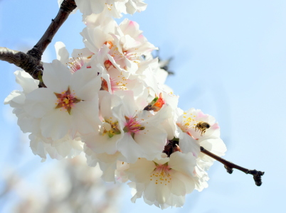 Bild-Nr: 10866350 zarte Blüten Erstellt von: GUGIGEI