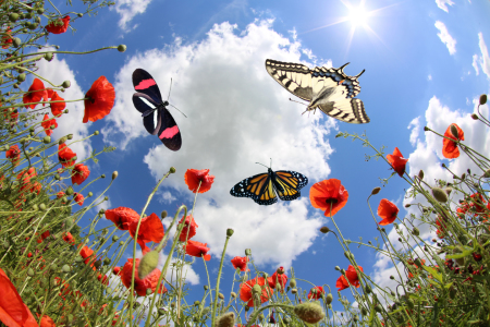 Bild-Nr: 10867510 Butterflies at springtime Erstellt von: Marcel Schauer