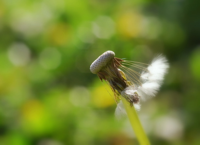 Bild-Nr: 10868920 leicht wie der Wind ... Erstellt von: GUGIGEI