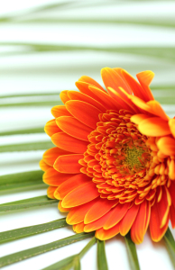 Bild-Nr: 10870772 Gerbera mit Palme Erstellt von: SusaZoom