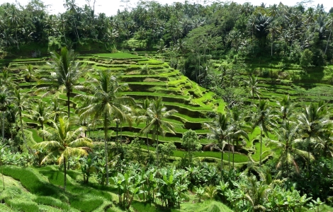 Bild-Nr: 10871820 Reisfeld auf Bali Erstellt von: Reisemonster