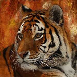 Bild-Nr: 10872720 Sibirischer Tiger Erstellt von: Heike Hultsch