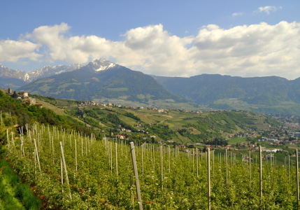 Bild-Nr: 10873498 Frühling in Südtirol Erstellt von: GUGIGEI