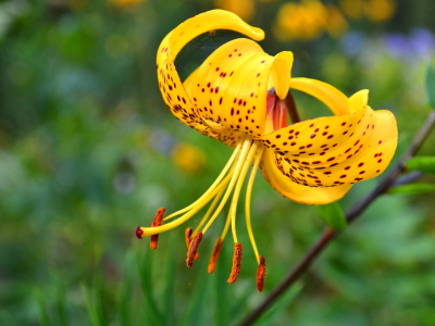 Bild-Nr: 10876242 Die frühe Gartenlilie Erstellt von: Ostfriese