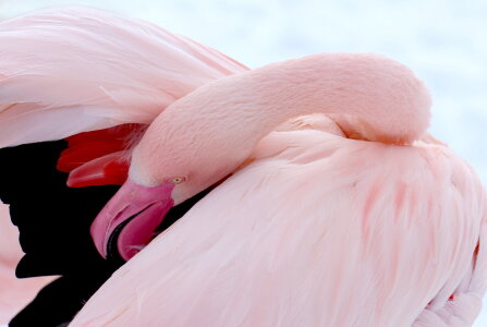 Bild-Nr: 10877816 Rosa Flamingo Erstellt von: Heike Hultsch