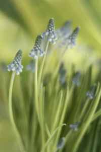 Bild-Nr: 10878888 Muscari Erstellt von: Thomas Herzog