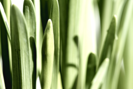 Bild-Nr: 10880728 Bleached Green Erstellt von: DenisFeiner