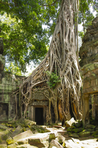 Bild-Nr: 10880766 Ta Prohm Erstellt von: DenisFeiner