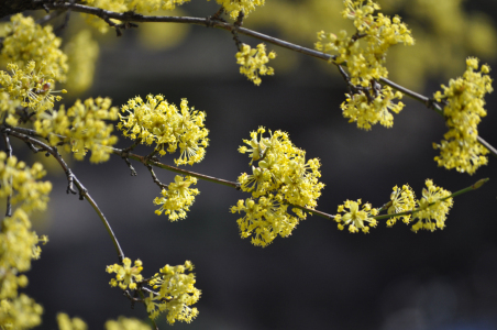 Bild-Nr: 10881344 Gelbe Blüten Erstellt von: Youlia