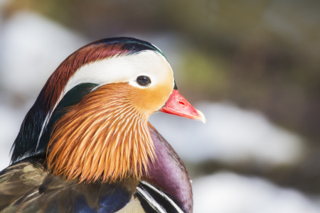 Bild-Nr: 10881502 Sonnenbad auf mandarin Erstellt von: Daniela Beyer