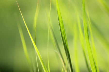 Bild-Nr: 10884204 grasgrün Erstellt von: SusaZoom