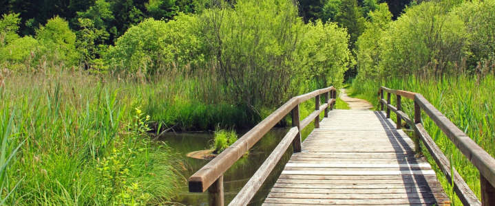 Bild-Nr: 10885886 Brücke im Moor Erstellt von: SusaZoom