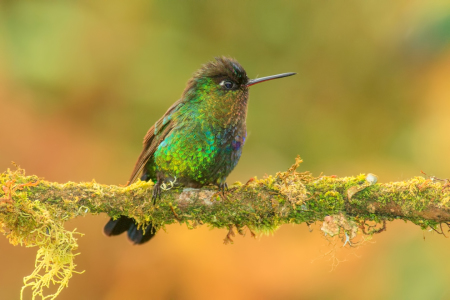 Bild-Nr: 10886490 Magnificent Hummingbird Erstellt von: Jalil