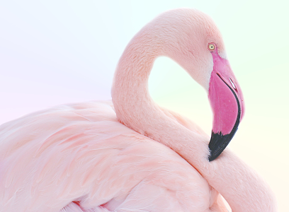 Bild-Nr: 10886578 Flamingo  Erstellt von: Heike Hultsch