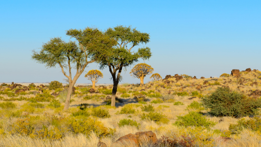 Bild-Nr: 10886788 Trees of Namibia Erstellt von: DenisFeiner