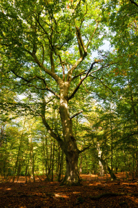 Bild-Nr: 10886830 Leuchtender Darßwald Erstellt von: Reiner Würz