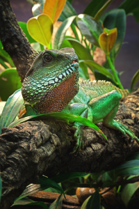Bild-Nr: 10887484 Wasseragame ,Rot / Grün  Erstellt von: FotoRaBe