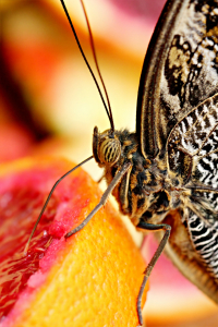 Bild-Nr: 10889318 Bananenfalter (Caligo eurilochus) Erstellt von: Heike Hultsch