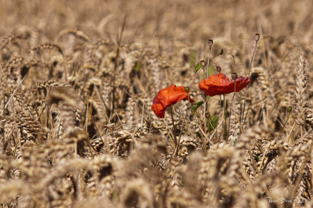 Bild-Nr: 10892920 Roter Mohn im Kornfeld Erstellt von: FotoRaBe