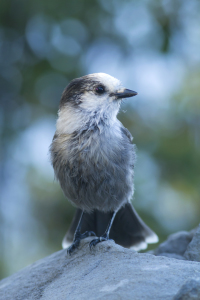 Bild-Nr: 10893570 Gray Jay-2 Erstellt von: littlebear