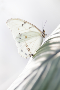 Bild-Nr: 10893690 Butterfly Erstellt von: mexi-photos