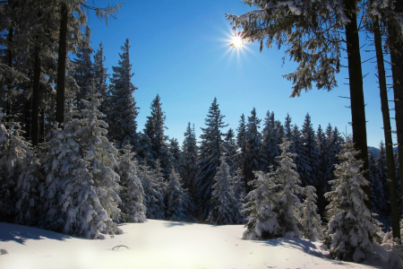 Bild-Nr: 10893692 Tannenwald Erstellt von: SusaZoom