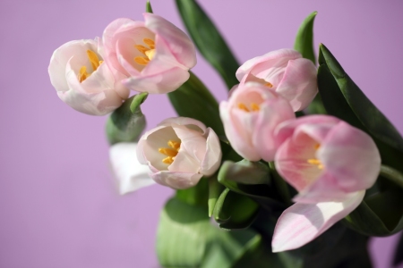 Bild-Nr: 10896032 Tulpenmagie Erstellt von: Renate Knapp