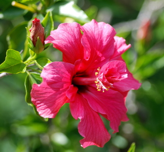 Bild-Nr: 10896938 Hibiskusblüte Erstellt von: GUGIGEI