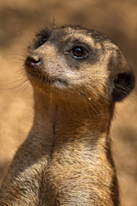 Bild-Nr: 10897380 Erdmännchen  Erstellt von: FotoRaBe