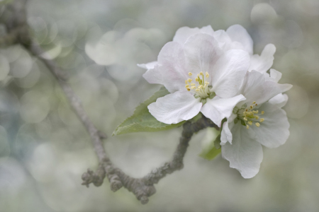 Bild-Nr: 10898344 Appleblossom Erstellt von: Thomas Herzog